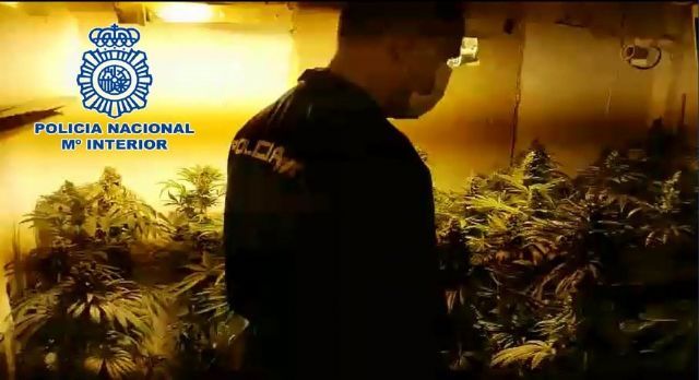 Un agente interviene una plantacin de marihuana