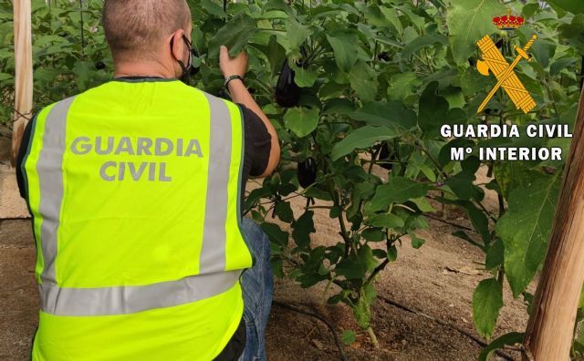 La Guardia Civil esclarece un robo de berenjenas