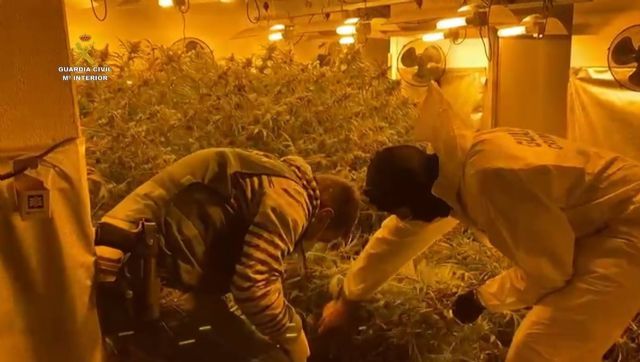 Guardias civiles intervienen una plantacin de marihuana indoor en una vivienda