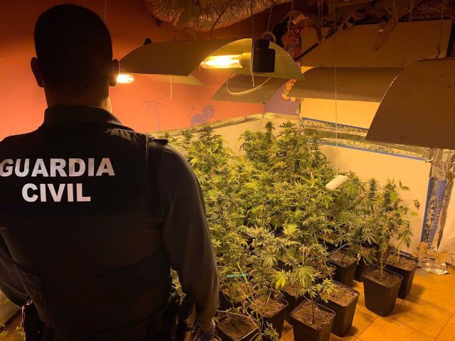 Plantacin de marihuana intervenida por la Guardia Civil