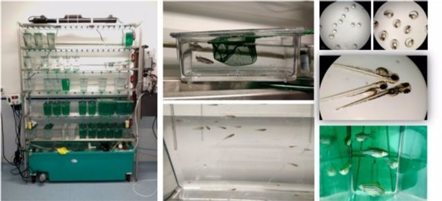 Ejemplares de pez cebra en el Servicio de Animales de Experimentacin de la UCO