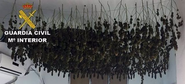Detenido con un cultivo de 176 plantas de marihuana en una vivienda de Roquetas (Almera)