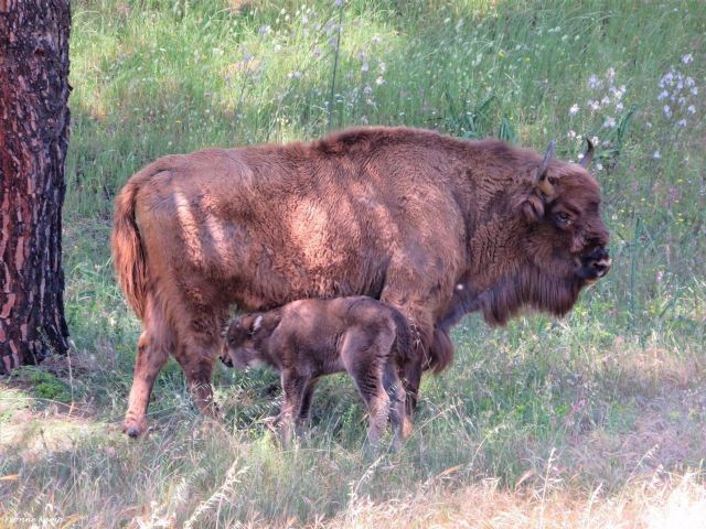 La cra de bisonte junto a su madre