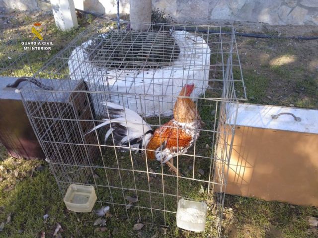 Uno de los ejemplares de gallo Combatiente Espaol sustrado por la organizacin ya desarticulada