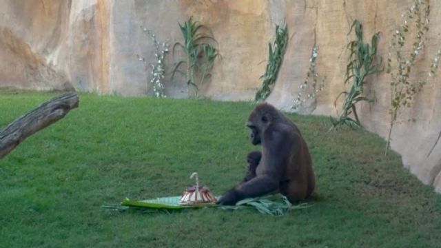 Ekan, el primer gorila nacido en Andaluca celebra su primer cumpleaos