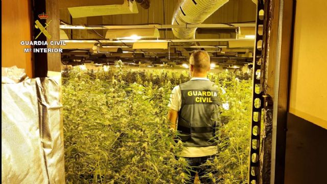 La mayor plantacin de marihuana desmantelada en la provincia de Crdoba