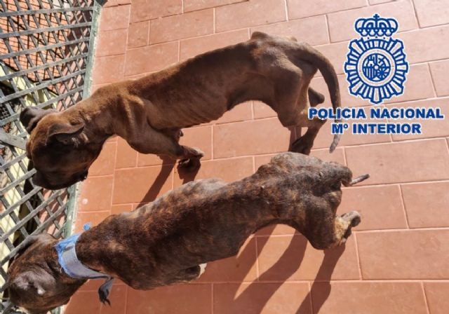 Dos perros desnutridos en la azotea de una vivienda en Vlez