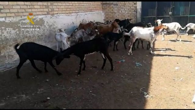 Algunas de las cabras encontradas en la explotacin ganadera