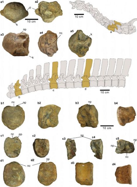 Algunas de los centros vertebrales cervicales y dorsales (color marrn) asignados a Iguanodon galvensis y su posicin relativa en el cuello y espalda del dinosaurio. Crditos: Journal of Iberian Geology, Garca-Cobea et al. (2022)