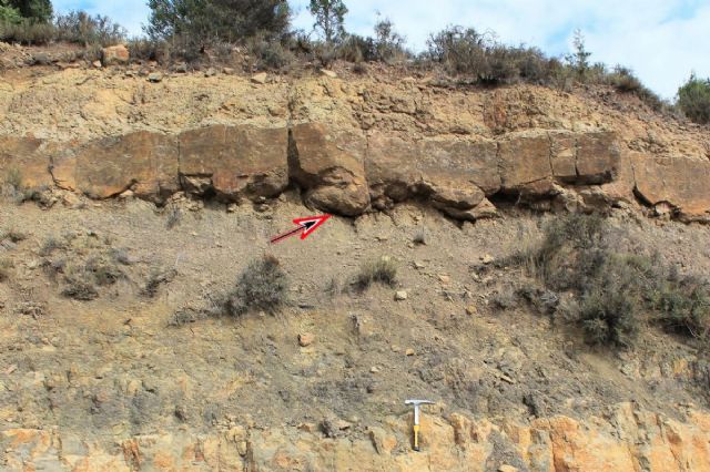 Niveles con huellas de dinosaurios en Cabra de Mora (Teruel). Crditos: Fundacin Dinpolis