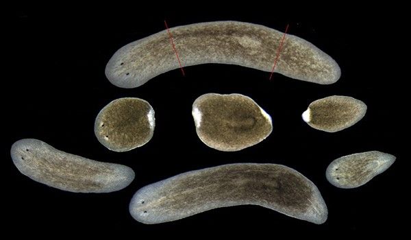 Estos gusanos de agua dulce son capaces de regenerar cualquier parte del cuerpo, incluso la cabeza